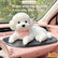 Cute Teddy Dog Silicone Squeeze Toy Car Dashboard Decor Ornament