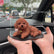 Cute Teddy Dog Silicone Squeeze Toy Car Dashboard Decor Ornament