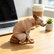 Realistic Squatting Dog Plush Pillow, Funny Lifelike Dog Stuffed Decor, Novelty 3D Print Puppy Throw Pillow, Weird Gag Gift for Home Office Desk Decoration