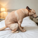 Realistic Squatting Dog Plush Pillow, Funny Lifelike Dog Stuffed Decor, Novelty 3D Print Puppy Throw Pillow, Weird Gag Gift for Home Office Desk Decoration