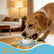 Lick Sphere for pet - Canine Anxiety Relief Bowl with Rotating Ball, Slow Feeder Dog Bowl for Liquid Treats, Yogurt, Broth to Reduce Stress & Prevent Fast Eating, Non-Slip & Easy Clean