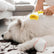Pet Bath Brush with Shampoo Dispenser, New Dog Bath Brush Soft Silicone Bristle for Bathing Pets Grooming Massage Brush