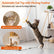 ALL FOR PAWS Interactive Cat Toy for Indoor Cats, Automatic Door Hanging Toy with Moving Feather, USB Rechargeable Cat Toys for Bored Adult Cats & Kittens