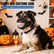Funny Dog Grin Muzzle with Teeth for Halloween，m Adjustable Lightweight Rubber Pet Costume Mask for Halloween